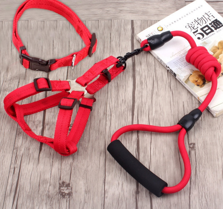 Chaîne, collier et harnais pour chien.