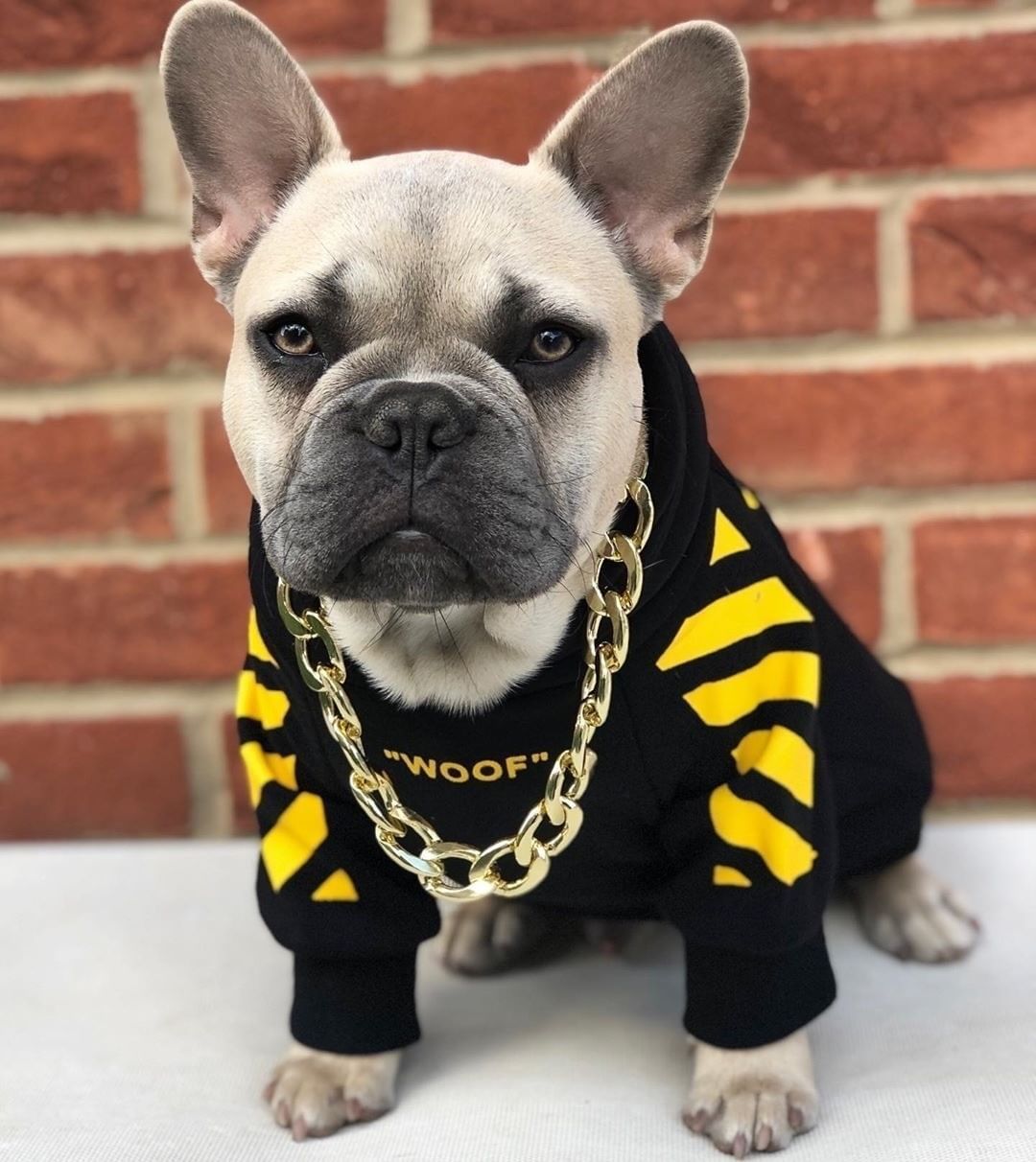 Pull pour chien à trois bandes