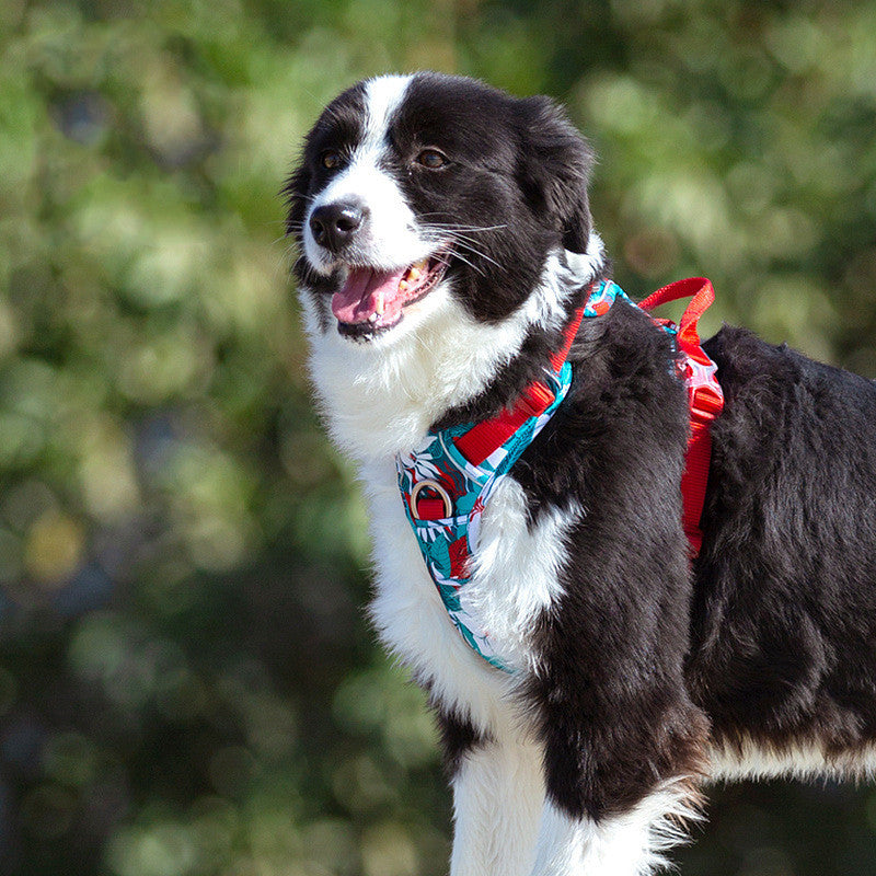 Harnais de Poitrine Style Gilet Ajustable pour Promenade, pour Grands Chiens