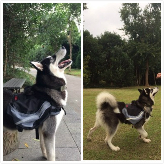 Sac à dos pour chiens