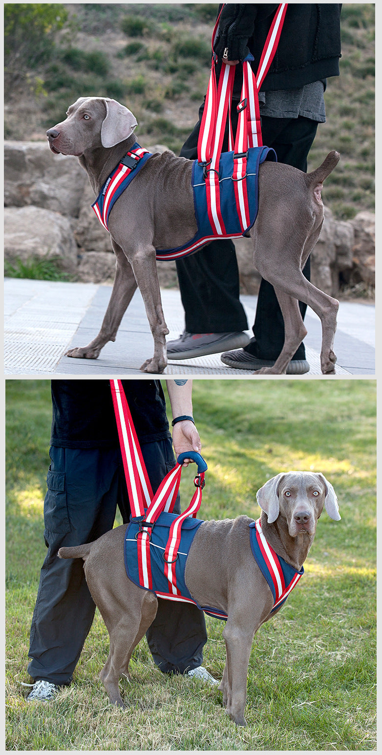 Harnais avec laisse pour chiens âgés