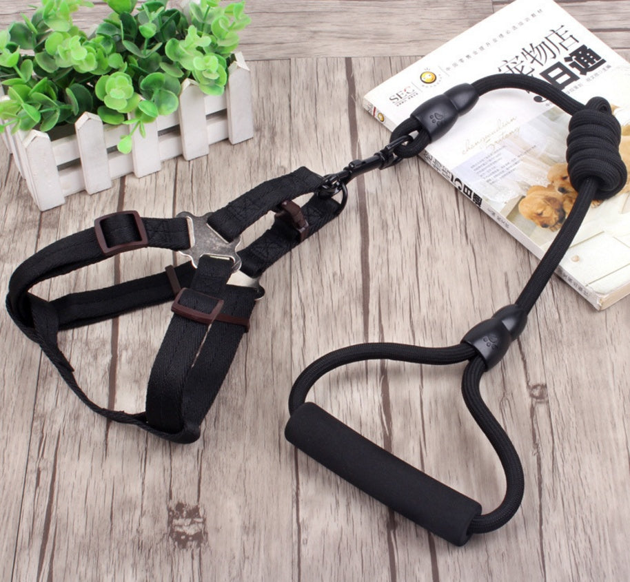 Chaîne, collier et harnais pour chien.