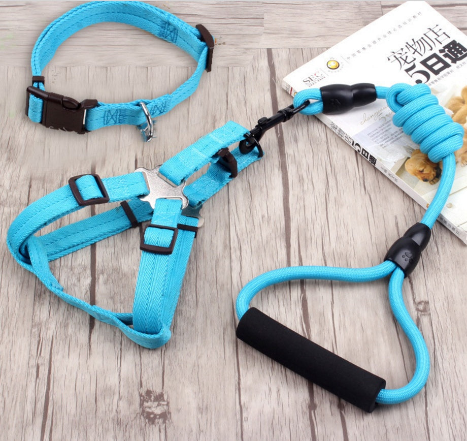 Chaîne, collier et harnais pour chien.