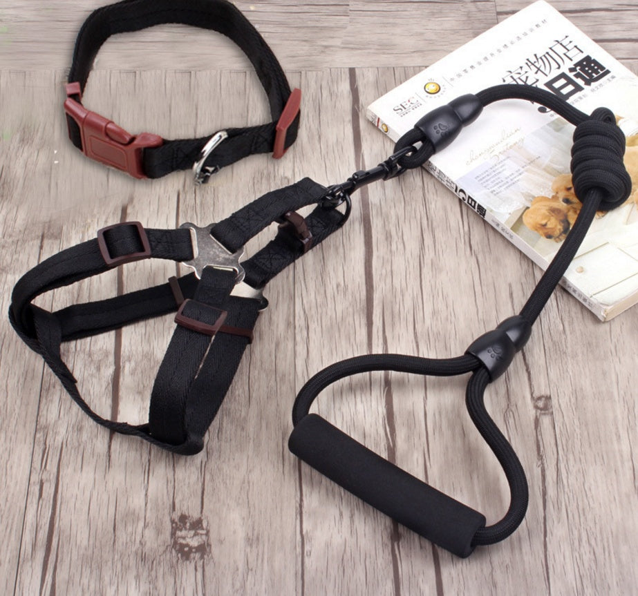 Chaîne, collier et harnais pour chien.