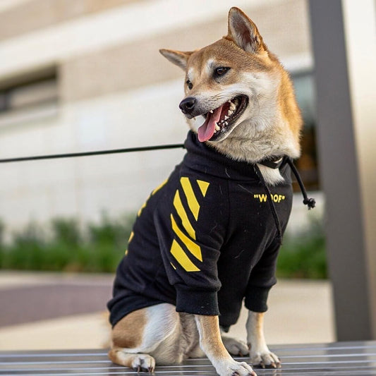 Pull pour chien à trois bandes