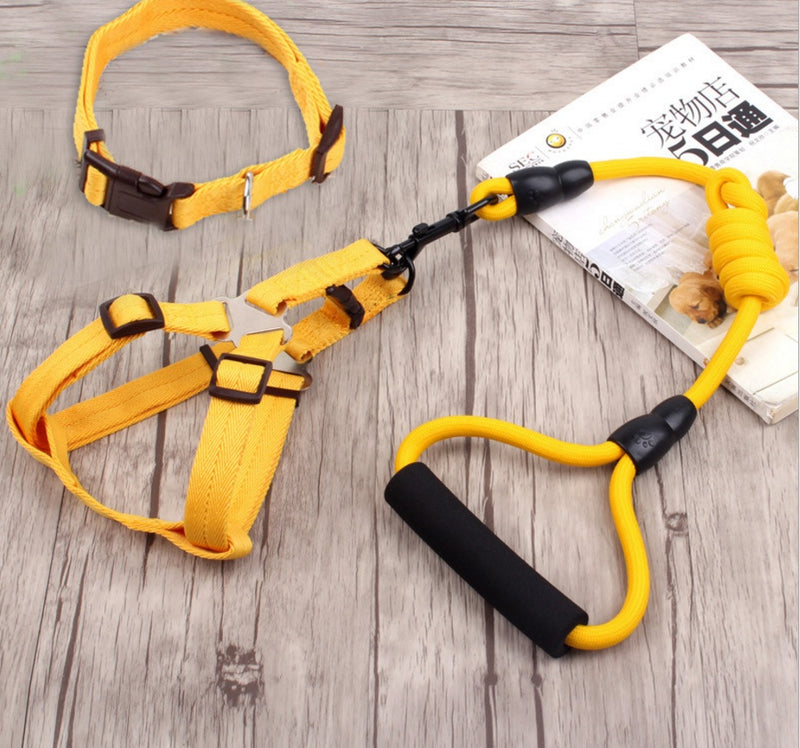 Chaîne, collier et harnais pour chien.