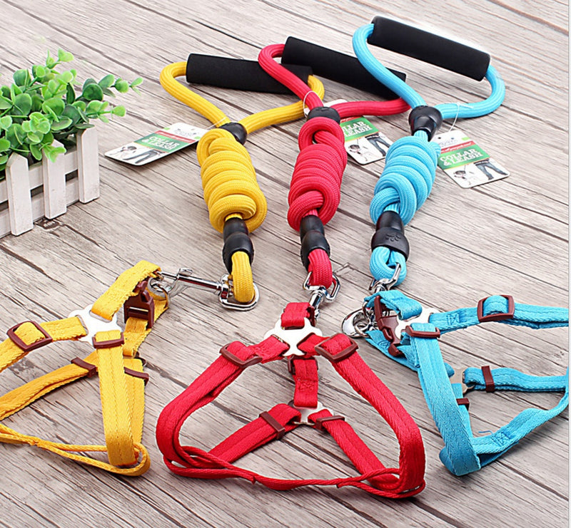Chaîne, collier et harnais pour chien.