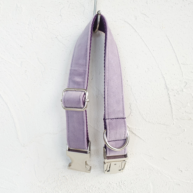 Collier et laisse pour chiens de compagnie