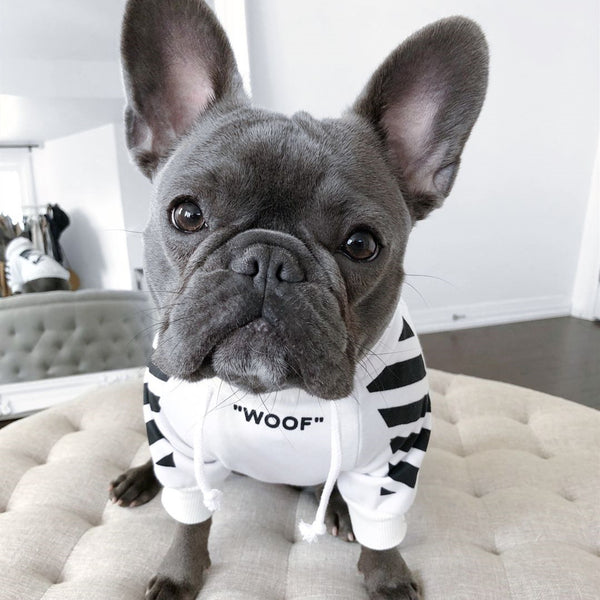 Pull pour chien à trois bandes