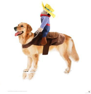 Cowboy canin