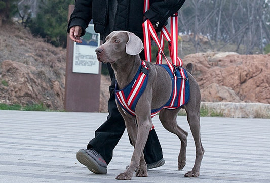 Harnais avec laisse pour chiens âgés