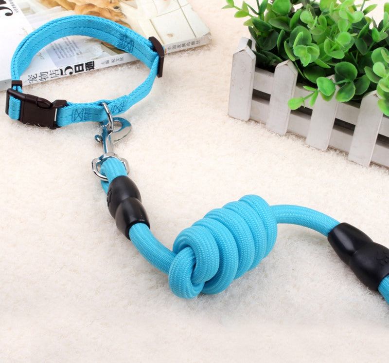 Chaîne, collier et harnais pour chien.