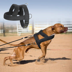 Harnais de Traction pour Chien avec Rembourrage Doux, Harnais pour Chiens Pitbull.